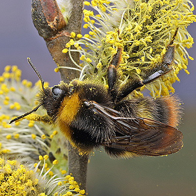 Wiesenhummel
